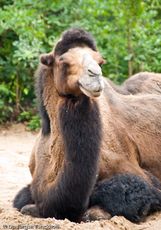 Kamel (11 von 108).jpg